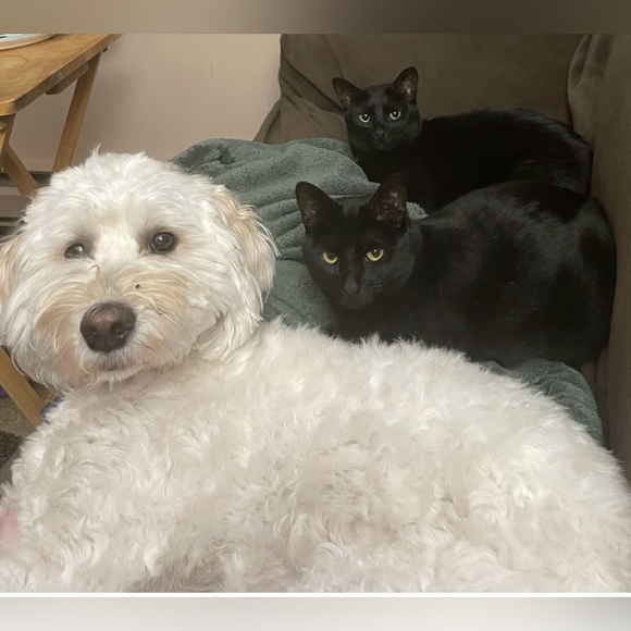 Meet your Posher, Merrill. My listings are 1 owner items. 10-20% off offers only - Picture 2 of 6